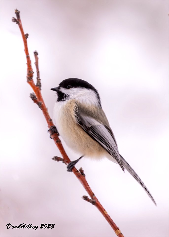 Black-capped Chickadee
