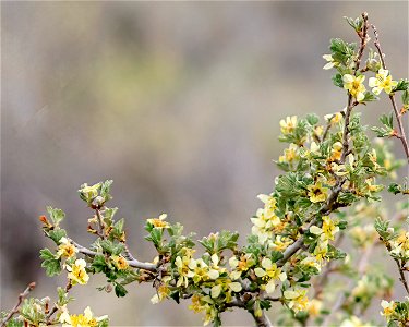 Antelope Bitterbrush