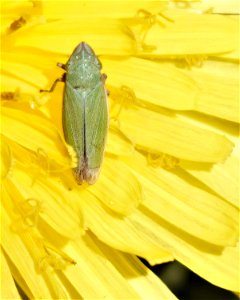 Bog Leafhopper on Dandelion