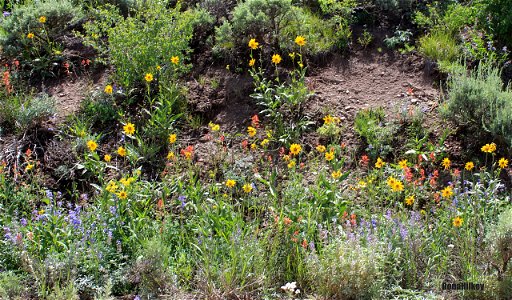 Piceance Wildflowers