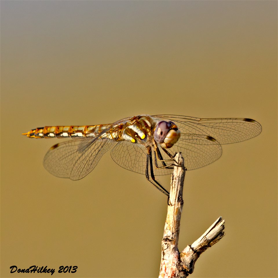 Variegated Meadowhawk