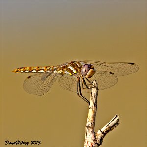 Variegated Meadowhawk photo