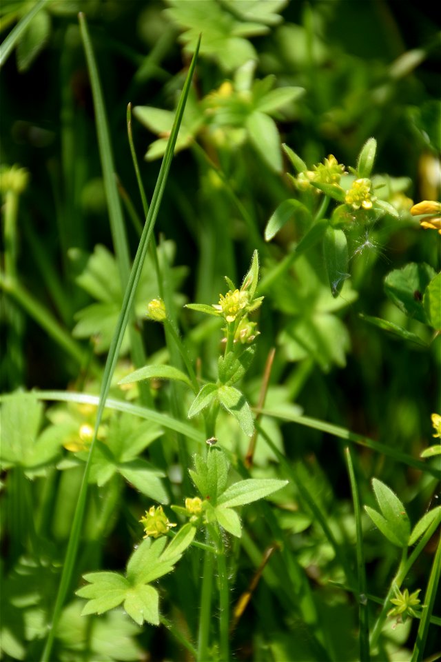 Ranunculus parviflorus L., 1758