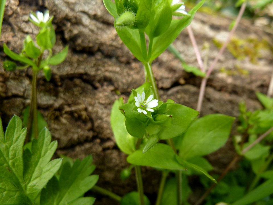 Stellaria media (L.) Vill., 1789