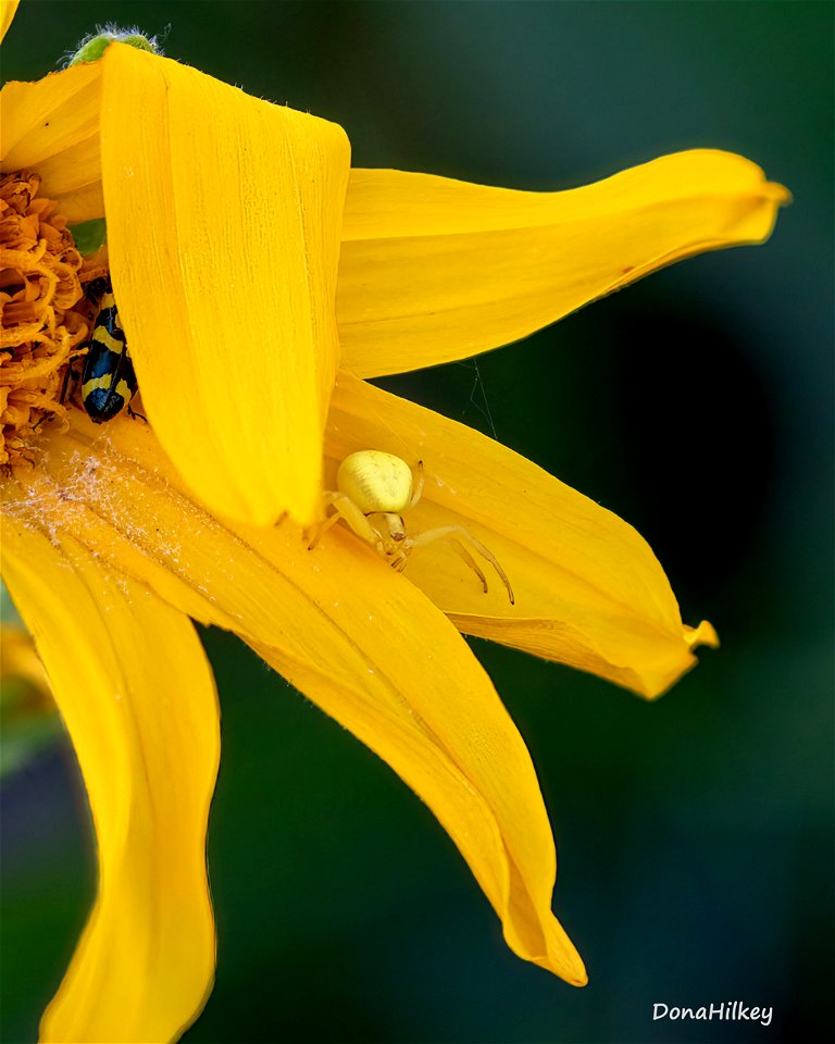 ornate-checkered-beetle-flower-crab-spider-13june2021-Flag-Creek