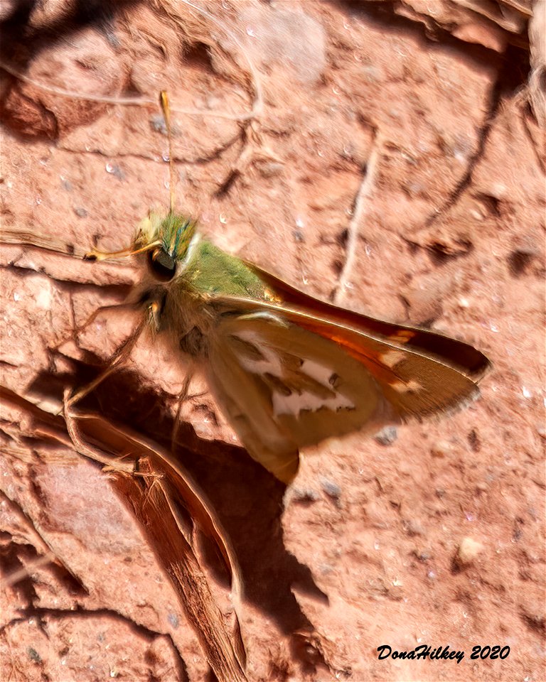 Western Branded Skipper Hesperia colorado