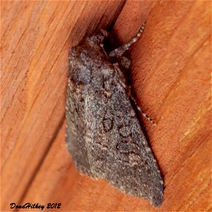 Cutworm Moths and Allies Family