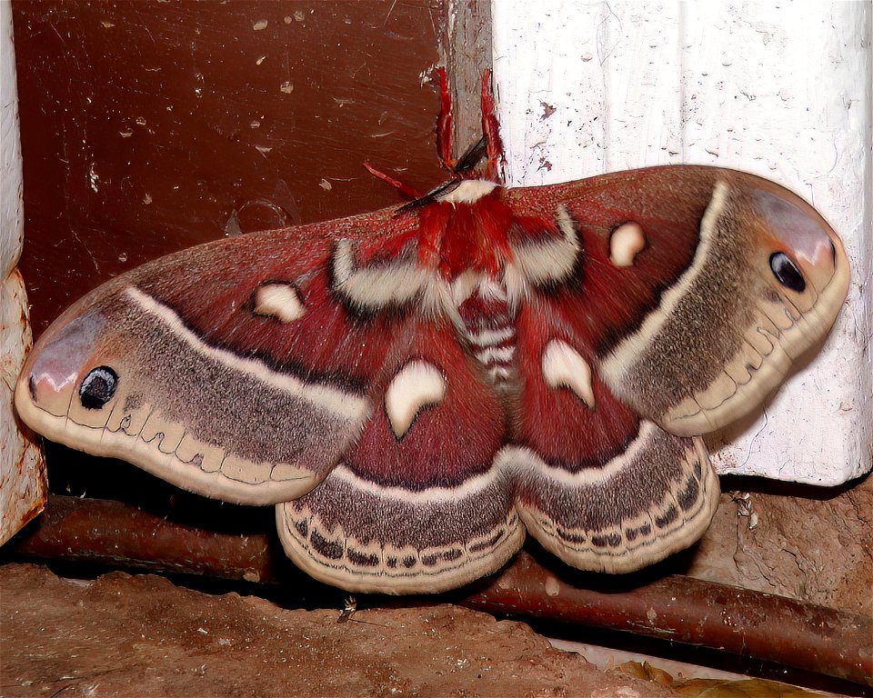 Glover's Silkmoth