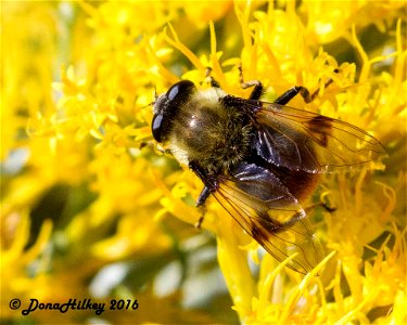 Spot-winged Pond Fly Sericomyia flagrans