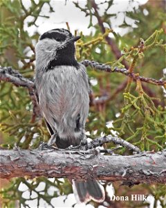 MOCH-17may2020-Barbs-web