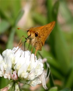 Fiery Skipper