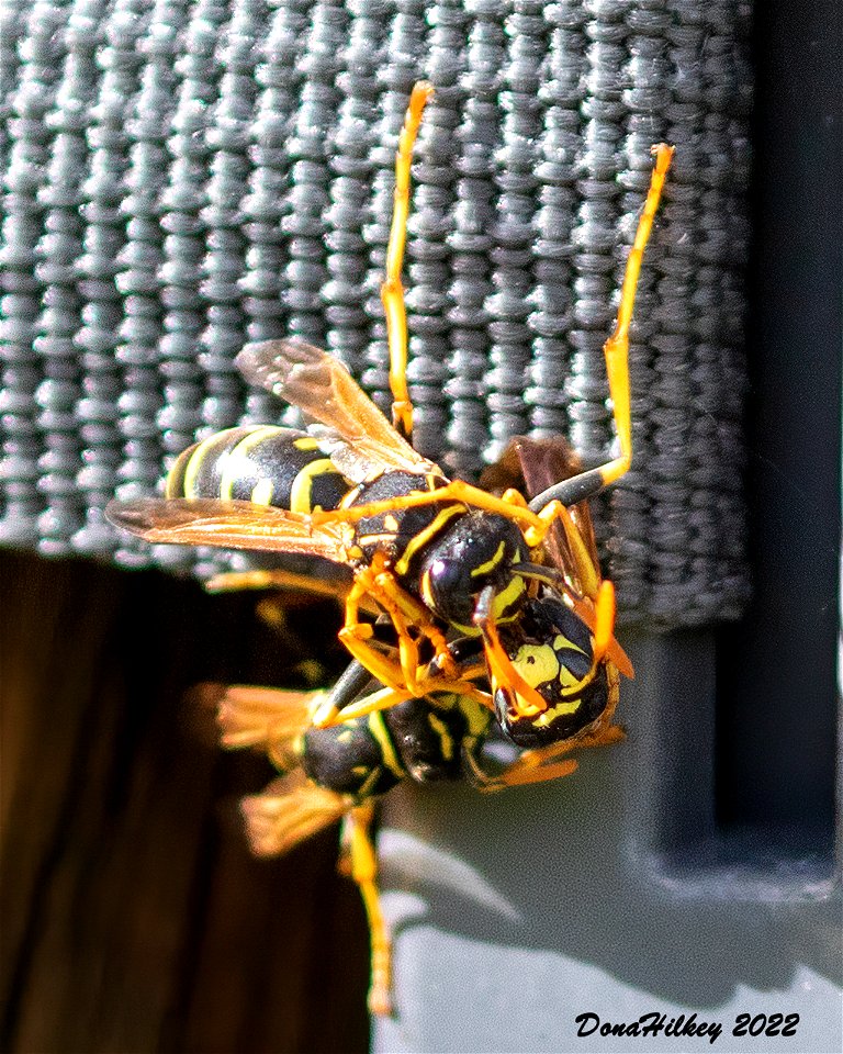 Wasp fight