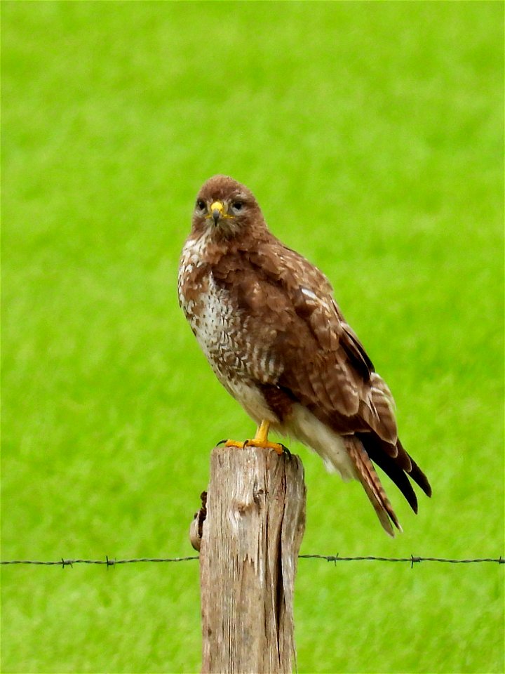 Buizerd
