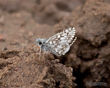 Common Checkered-Skipper Burnsius communis
