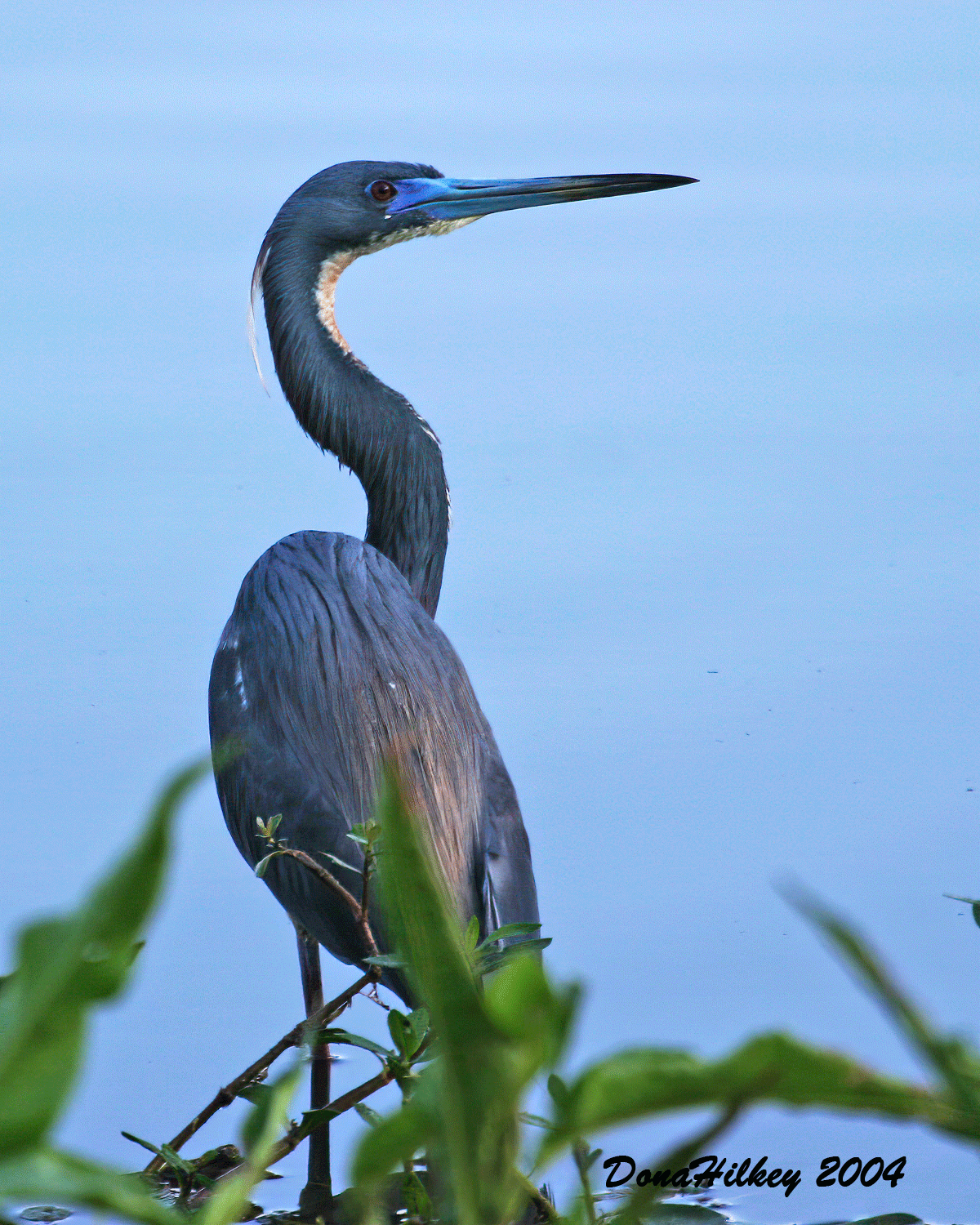 Tri-colored Heron