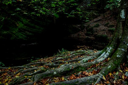 Dismals Canyon