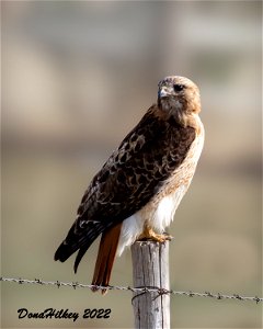 Red-tailed Hawk photo