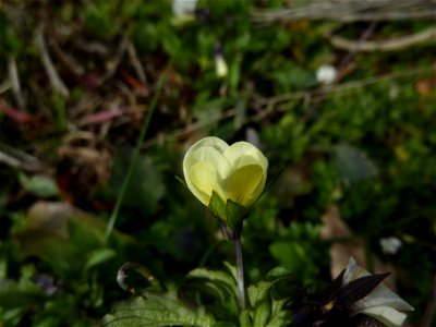 Viola arvensis Murray, 1770