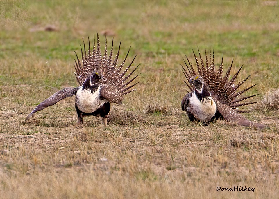 Greater Sage Grouse