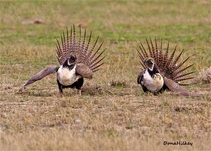 Greater Sage Grouse