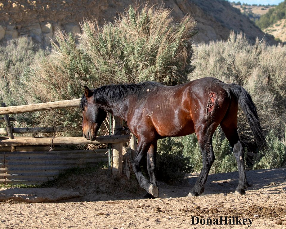 stallion-hip-wound-21may2020-barcus
