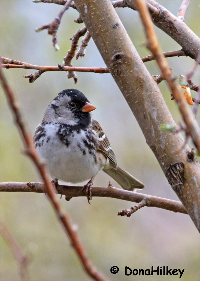 Hasp-29april2019-home
