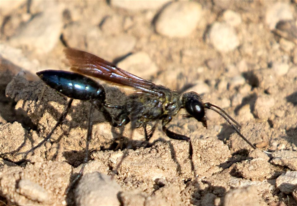 Thread-waisted Wasps