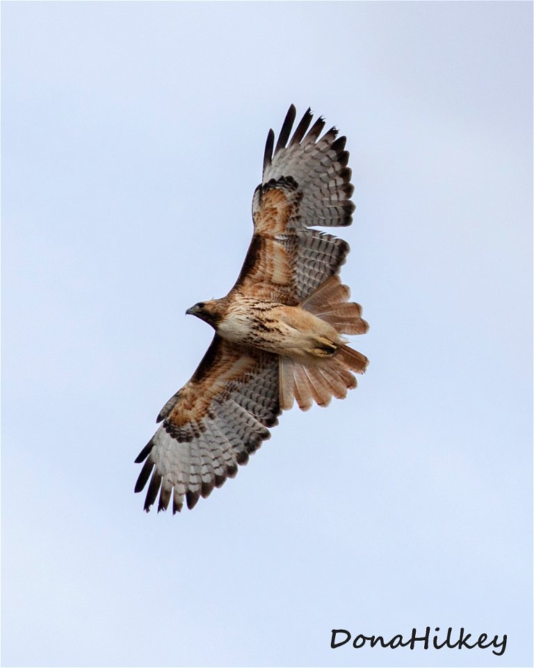 Red-tailed Hawk