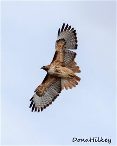 Red-tailed Hawk