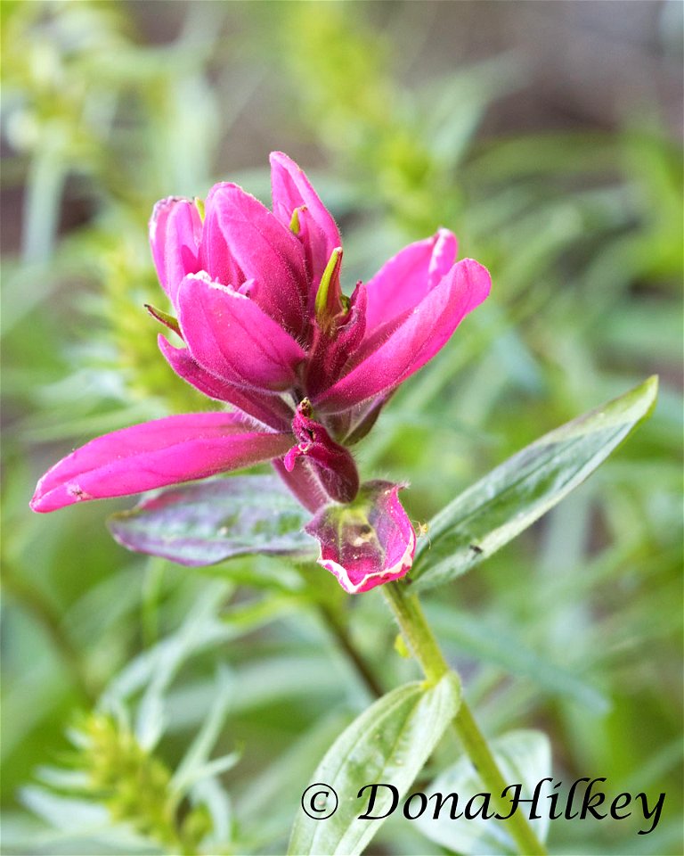 Rosy Paintbrush, Castilleja rhexifolia