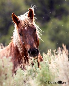 Bach-chestnut-flaxy-6may2020-Barcus