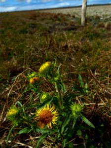 Inula britannica L., 1753