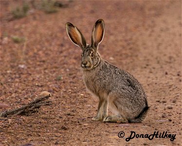 Black-tailed Jackrabbit
