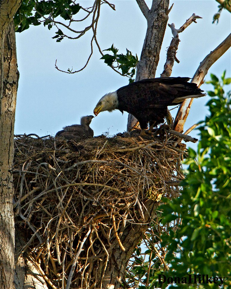 BAEA-chick-nest-15june2020-CR15