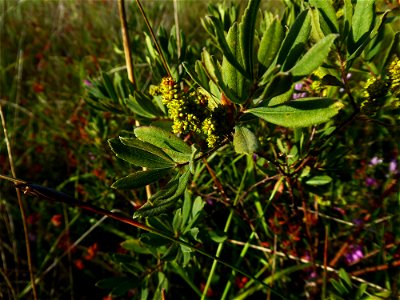 Myrica gale L., 1753
