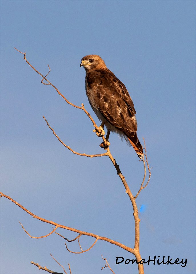 Red-tailed Hawk