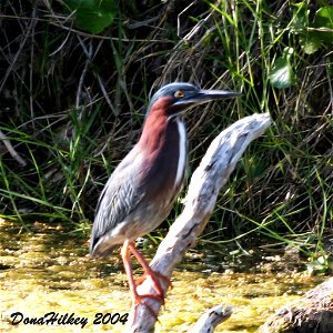 Green Heron