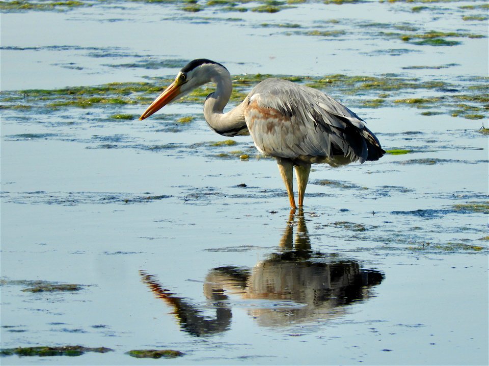 Blauwe reiger