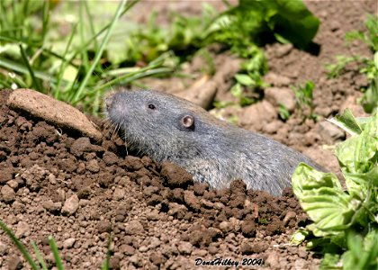 Northern Pocket Gopher