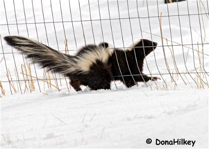 skunk-17jan2020-home-4-