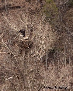 Bald Eagles on the nest This nest was photographed from a long distance with a 500mm lens and 1.4 extender and is cropped. Marvine Creek April 8, 2017