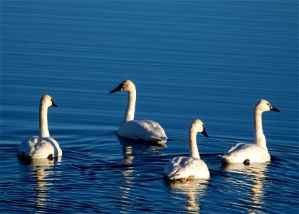 Trumpeter Swans