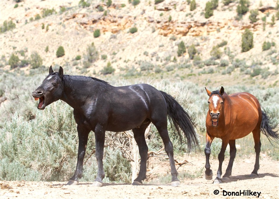 grimacing-horses-PED-fb-