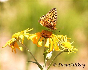 Coronis Fritillary