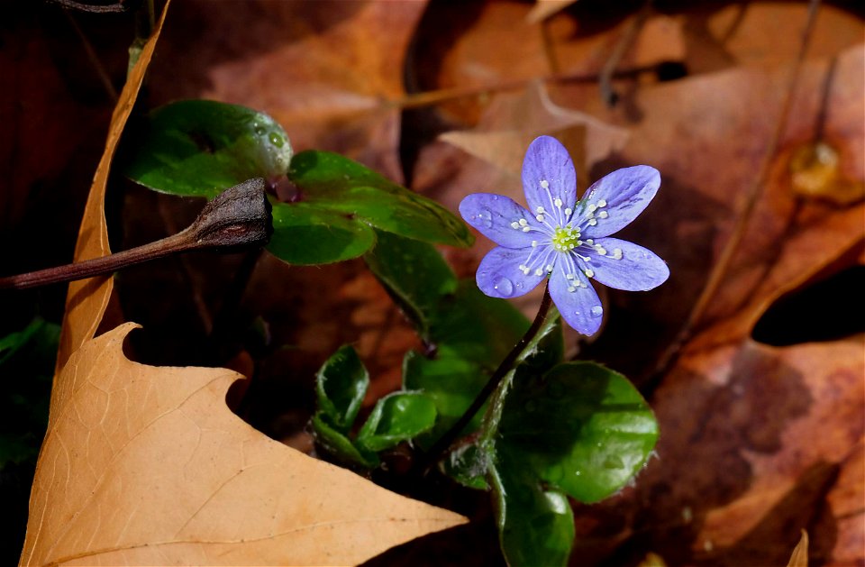 Flors