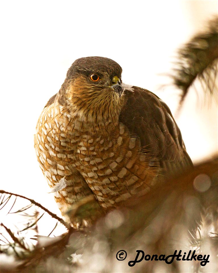 Sharp-shinned Hawk