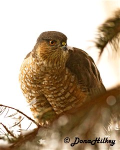 Sharp-shinned Hawk photo