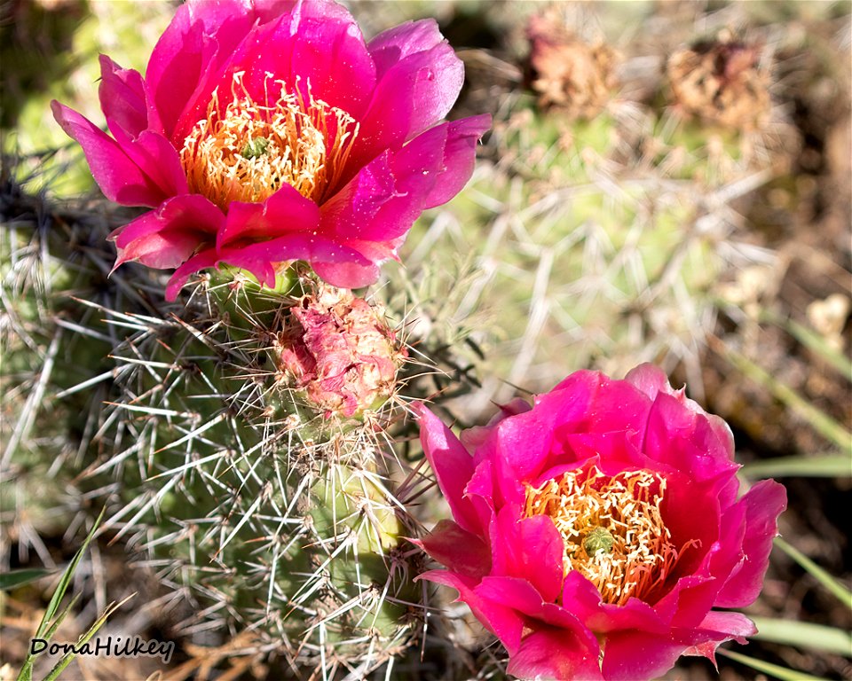 Prickly Pear Cactus