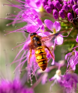 Crioscolia alcione female