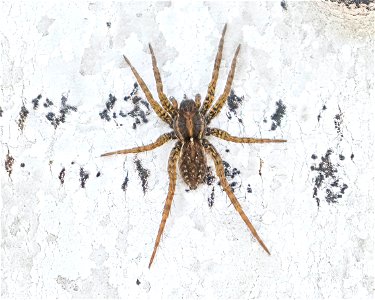 Wolf Spider